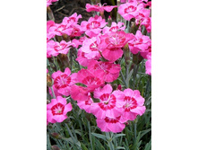 48,85���. �������� ����� ���� (�������� ���� �� 2 ��., ����������� ����� 1��.).jpg