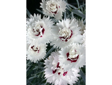 48,85���. �������� ������� ���� (�������� ���� �� 2 ��., ����������� ����� 1��.).jpg