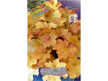 162,4���. ������� �������� (�������� ���� �� 2 ��., ����������� ����� 1��.).jpg