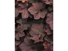 162,4���. ������� ����� (�������� ���� �� 2 ��., ����������� ����� 1��.).jpg