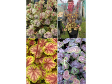 167,3���. ������� ��� ���  Master Painter