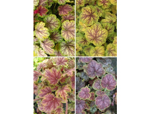 167,3���. ������� �����  Master Painter