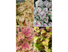 167,3���. ������� ������� Master Painte (�������� ���� �� 2 ��., ����������� ����� 1��.).jpg