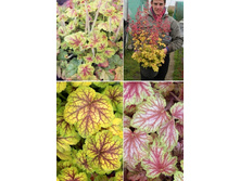 167,3���. ������� ������  Master Painte(�������� ���� �� 2 ��., ����������� ����� 1��.).jpg