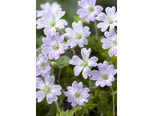 52,3���. �������� �������� ����� (�������� ���� �� 3 ��., ����������� ����� 1��.).jpg