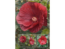 147,55���.�������� ��������� ��������� ����  SUMMERIFIC