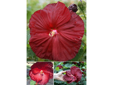 147,55���.�������� ��������� ������ ������� (�������� ���� �� 2 ��., ����������� ����� 1��.).jpg