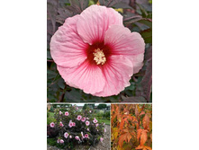 147,55���.�������� ��������� ������ �����  SUMMERIFIC