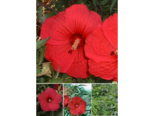 147,55���.�������� ��������� �������� (�������� ���� �� 2 ��., ����������� ����� 1��.).jpg