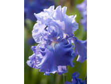 55,47���.���� ���������� �������� ����� (�������� ���� �� 3 ��., ����������� ����� 1��.).jpg