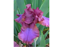 55,47���.���� ���������� ������� (�������� ���� �� 3 ��., ����������� ����� 1��.).jpg