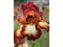 55,47���.���� ���������� ���� ���� (�������� ���� �� 3 ��., ����������� ����� 1��.).jpg