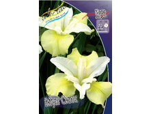 37,5���.���� ��������� ��� ���� (�������� ���� �� 3 ��., ����������� ����� 1��.).jpg