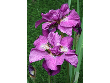 49,33���.���� ��������� ����� ��� (�������� ���� �� 3 ��., ����������� ����� 1��.).jpg