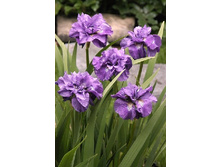 54,3���.���� ��������� �������� ���� (�������� ���� �� 3 ��., ����������� ����� 1��.).jpg