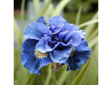 54,3���.���� ��������� ������� ���� (�������� ���� �� 3 ��., ����������� ����� 1��.).jpg