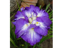 116,47���.���� �������� ����� �� ������� (�������� ���� �� 3 ��., ����������� ����� 1��.).jpg