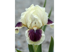 41,63���.���� ���� ����� ������ (�������� ���� �� 3 ��., ����������� ����� 1��.).jpg