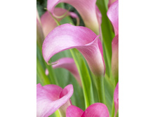 38,5���.����� �������� (�������� ���� �� 3 ��., ����������� ����� 1��.).jpg