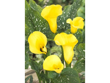 44,4���.����� ���� ������ (�������� ���� �� 3 ��., ����������� ����� 1��.).jpg