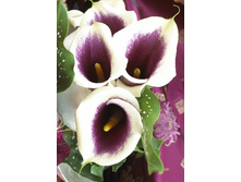 44,4���.����� ������� (�������� ���� �� 3 ��., ����������� ����� 1��.).jpg