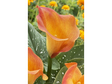 44,4���.����� ����� ���� (�������� ���� �� 3 ��., ����������� ����� 1��.).jpg