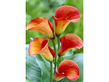 44,4���.����� ����� (�������� ���� �� 3 ��., ����������� ����� 1��.).jpg