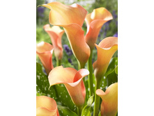 44,4���.����� �������� (�������� ���� �� 3 ��., ����������� ����� 1��.).jpg