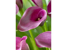 49,33���.����� ����� �������� (�������� ���� �� 3 ��., ����������� ����� 1��.).jpg