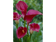 51,33���.����� ��������� ��� (�������� ���� �� 3 ��., ����������� ����� 1��.).jpg