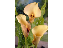 54,3���.����� ����� (�������� ���� �� 3 ��., ����������� ����� 1��.).jpg