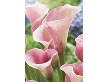 54,3���.����� ������� ������ (�������� ���� �� 3 ��., ����������� ����� 1��.).jpg