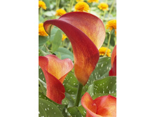 54,3���.����� ������� ������ (�������� ���� �� 3 ��., ����������� ����� 1��.).jpg