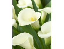 54,3���.����� ���� ������ (�������� ���� �� 3 ��., ����������� ����� 1��.).jpg