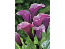 64,17���.����� ������ (�������� ���� �� 3 ��., ����������� ����� 1��.).jpg