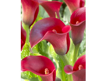 66,13���.����� ������ ������ (�������� ���� �� 3 ��., ����������� ����� 1��.).jpg