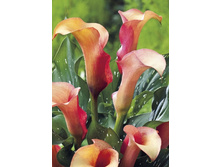 66,13���.����� ������ (�������� ���� �� 3 ��., ����������� ����� 1��.).jpg