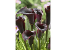 74,03���.����� ����������� (�������� ���� �� 3 ��., ����������� ����� 1��.).jpg