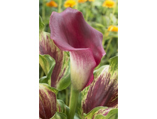 79,97���.����� ������� ���� (�������� ���� �� 3 ��., ����������� ����� 1��.).jpg