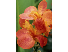 41,75���.����� (�����) ����� ����� (�������� ���� �� 2 ��., ����������� ����� 1��.).jpg