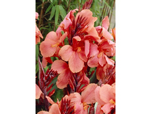 41,75���.����� (�����) ����� (�������� ���� �� 2 ��., ����������� ����� 1��.).jpg