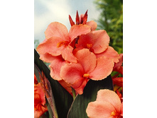 41,75���.����� (�����) ������ (�������� ���� �� 2 ��., ����������� ����� 1��.).jpg