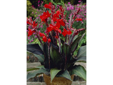 41,75���.����� (�����) ������� (�������� ���� �� 2 ��., ����������� ����� 1��.).jpg