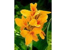 41,75���.����� (�����) ��� (�������� ���� �� 2 ��., ����������� ����� 1��.).jpg