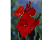 41,75���.����� (������) ���������� (�������� ���� �� 2 ��., ����������� ����� 1��.).jpg