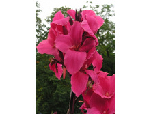 41,75���.����� (������) �������� (�������� ���� �� 2 ��., ����������� ����� 1��.).jpg