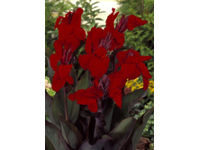 41,75���.����� (������) ���� ���� (�������� ���� �� 2 ��., ����������� ����� 1��.).jpg