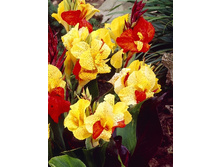 41,75���.����� (������) ��������� (�������� ���� �� 2 ��., ����������� ����� 1��.).jpg