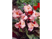 43,9���.����� (������) ���� (�������� ���� �� 2 ��., ����������� ����� 1��.).jpg