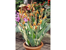 48,85���.����� (�����) ������� (�������� ���� �� 2 ��., ����������� ����� 1��.).jpg